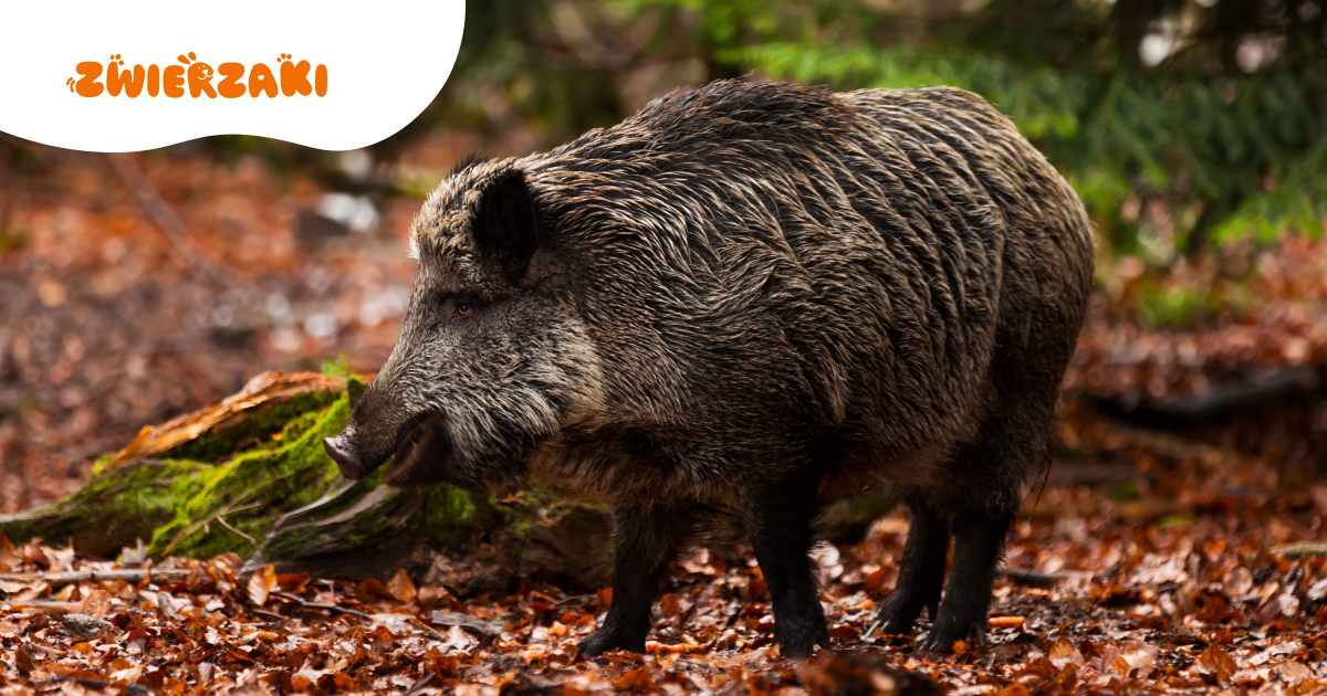 Dziki coraz częściej w miastach. Co robić, a czego unikać?