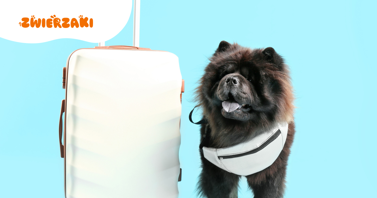Chow chow: futrzany indywidualista, który kocha po swojemu