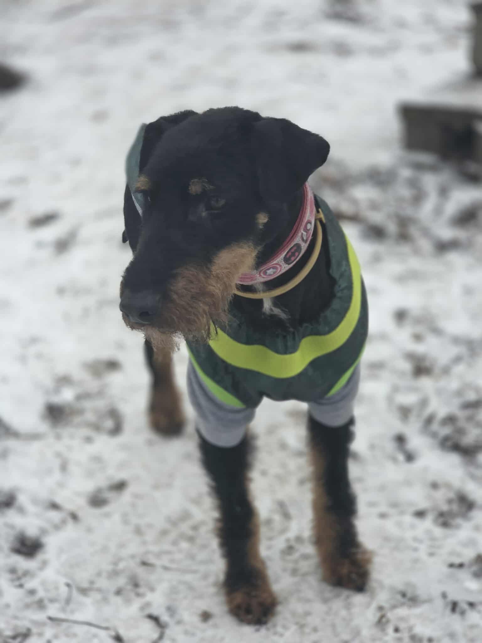 Wiliam terier niemiecki pilne 