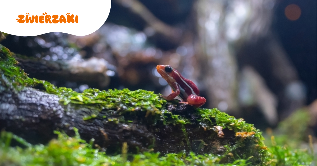 Las deszczowy w terrarium. Jak odtworzyć wilgotny klimat tropikalny?