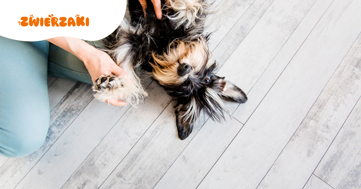 Sznaucer miniaturowy a dzieci: czy to bezpieczna rasa dla najmłodszych?