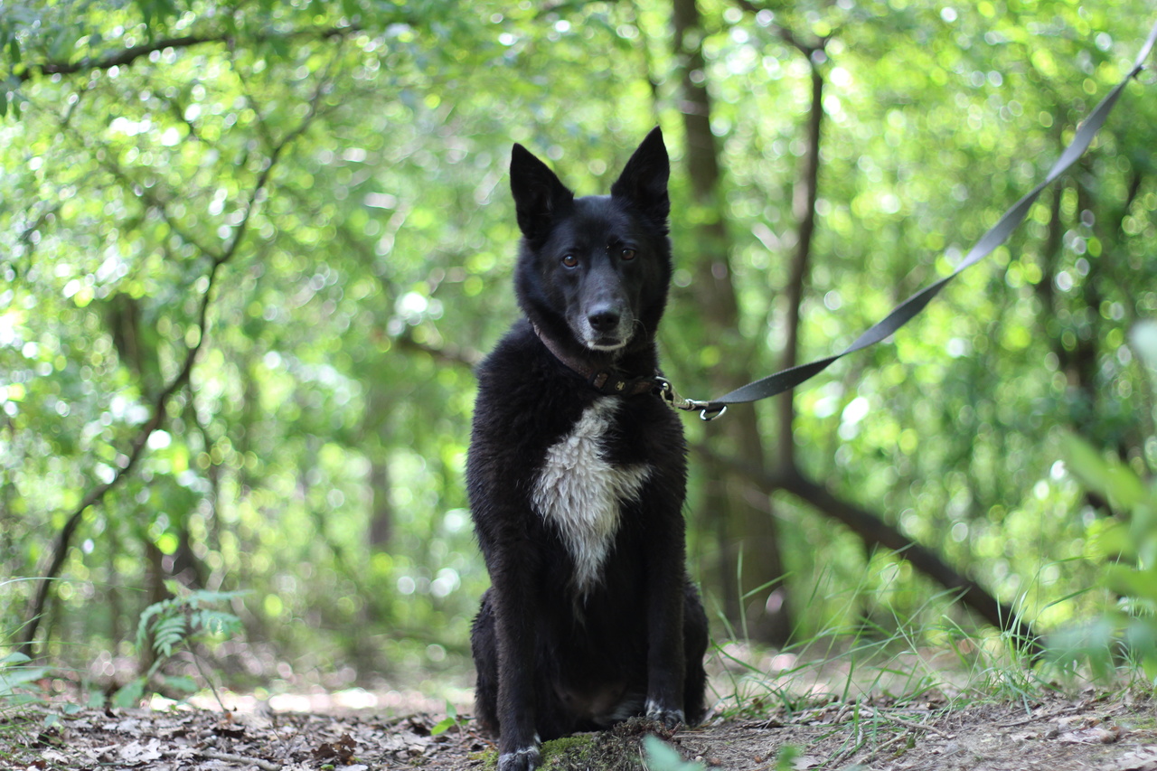 Nilla