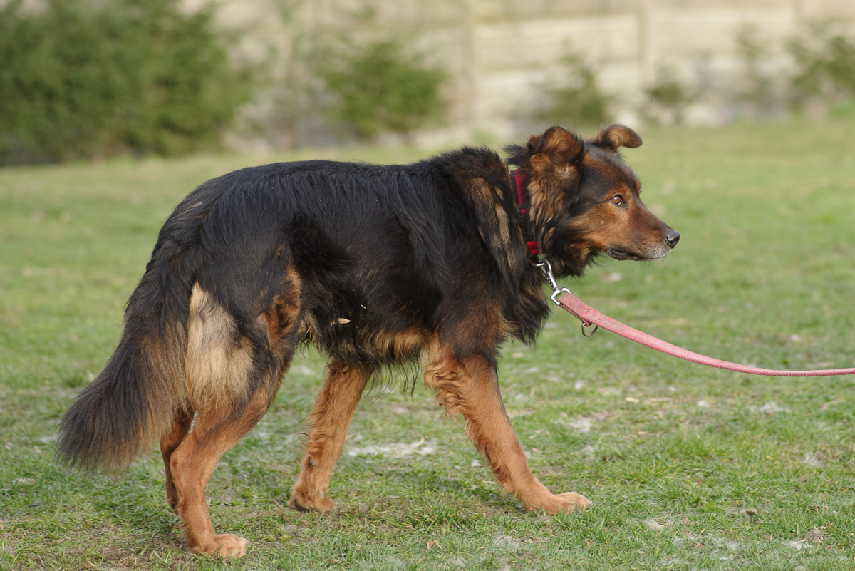 Zorro 