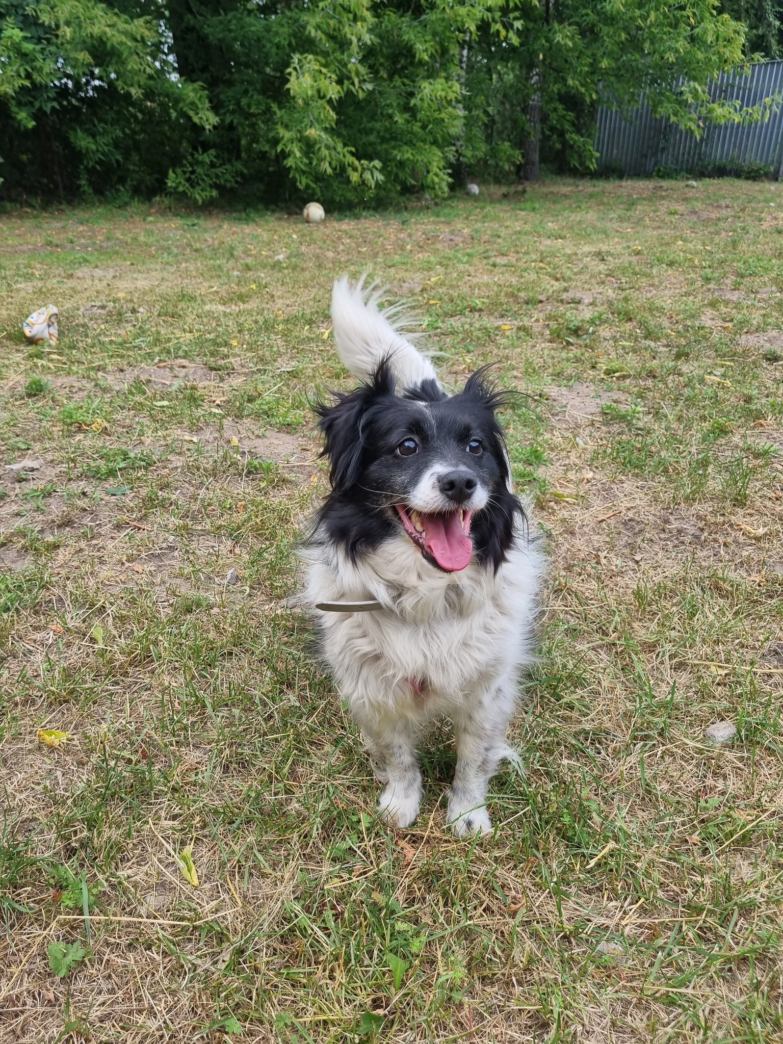 Daisy