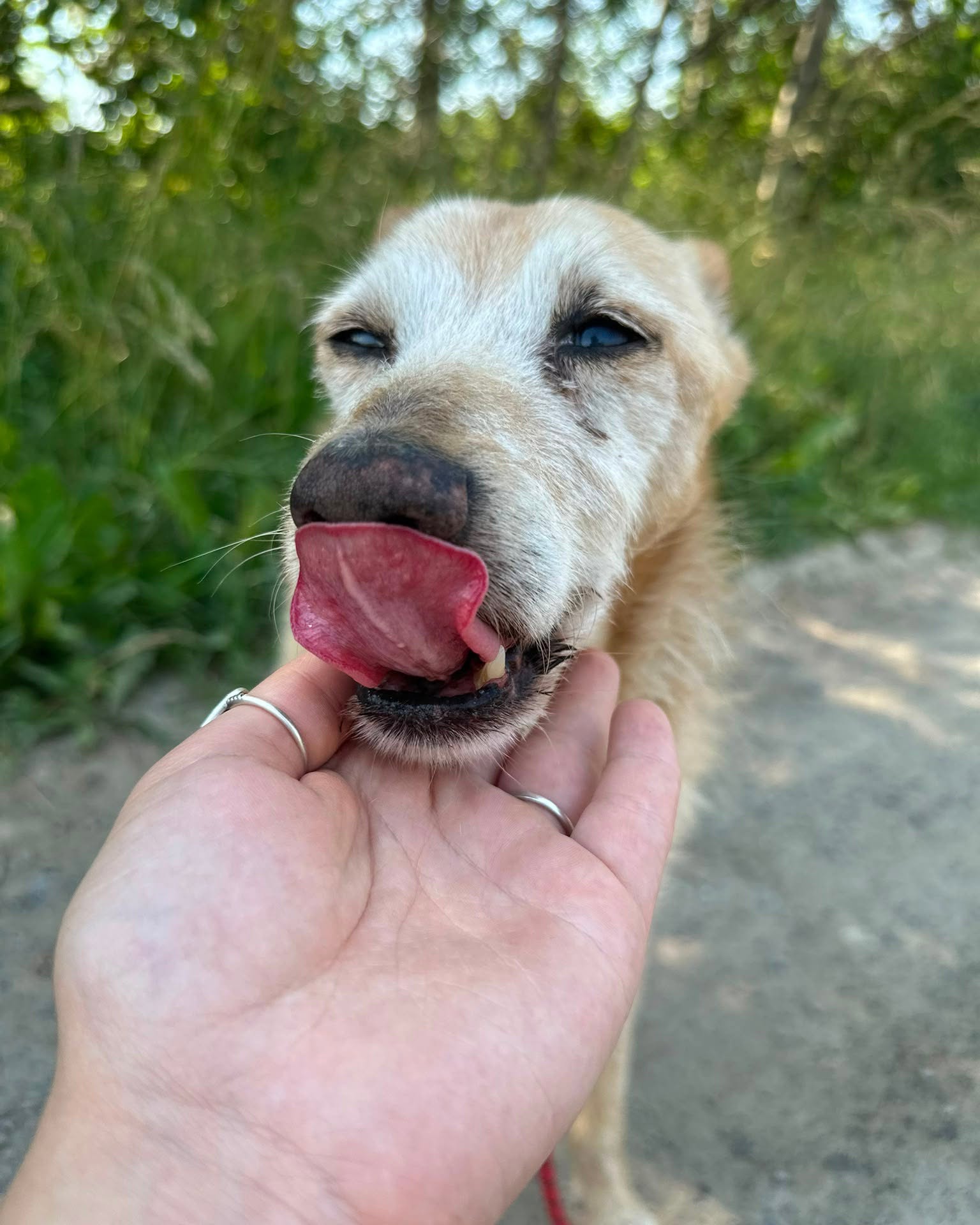 ANTUŚ