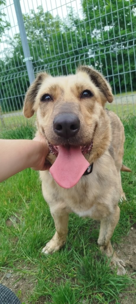 Nala