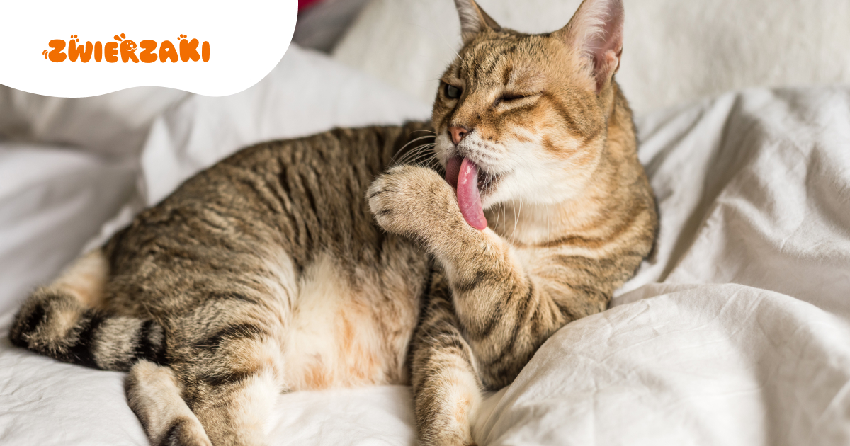 Obsesyjne lizanie sierści przez kota. Stres, alergia czy nuda?