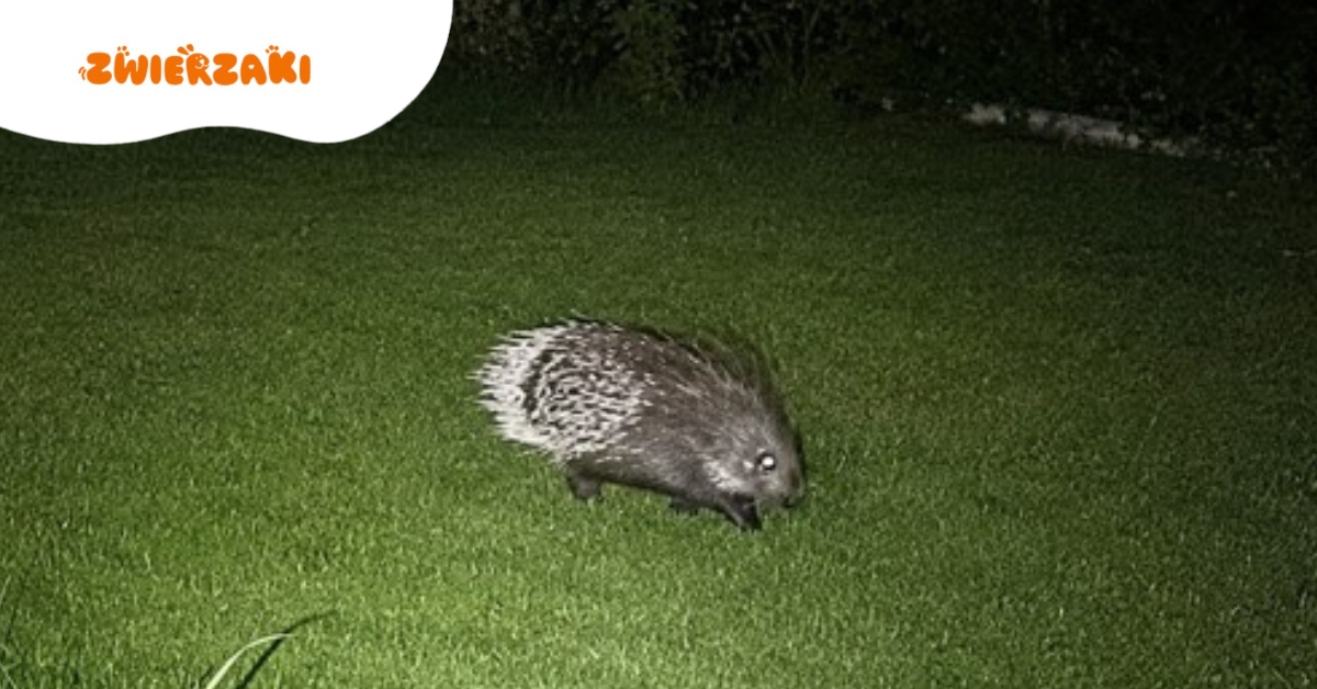 Nocny spacer jeżozwierza. Nietypowa interwencja policji z zaskakującym finałem