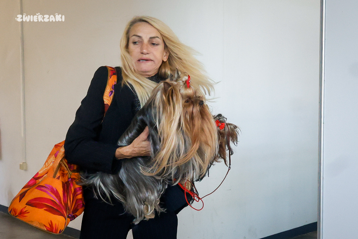 Dwie Międzynarodowe Wystawy Psów Rasowych w Poznaniu. Fotorelacja