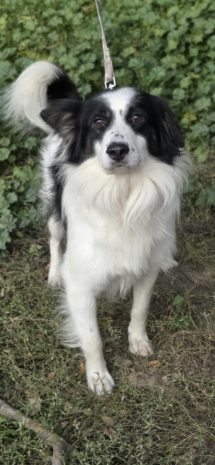Lewy Border Colie szuka domu