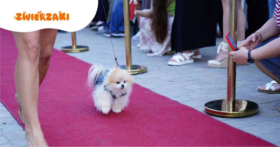 Wystawy psów w II kwartale 2026 roku: zaplanuj swoją wizytę!