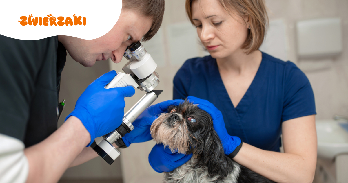 Zmętnienie oka u psa. Jak wygląda diagnostyka i leczenie?