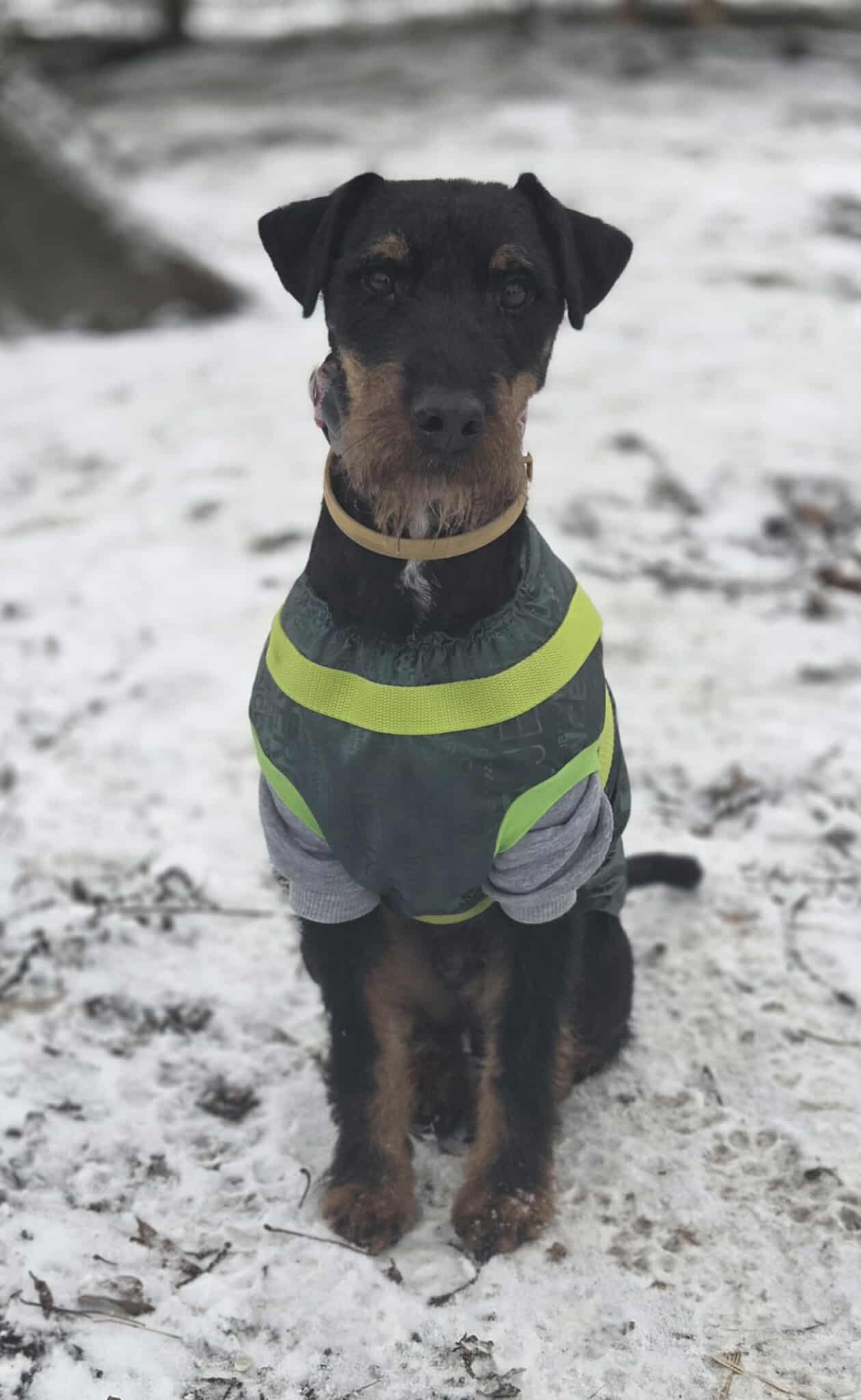 Wiliam terier niemiecki pilne 