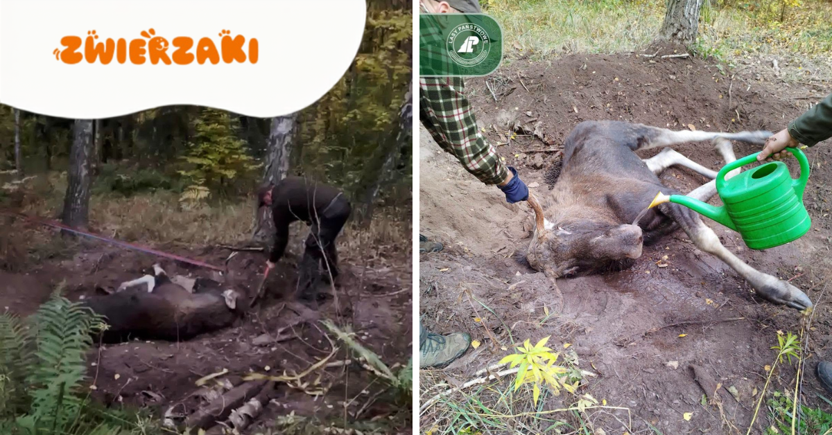Łoś uwięziony w korzeniach brzozy. Akcja ratunkowa pod Toruniem z happy endem