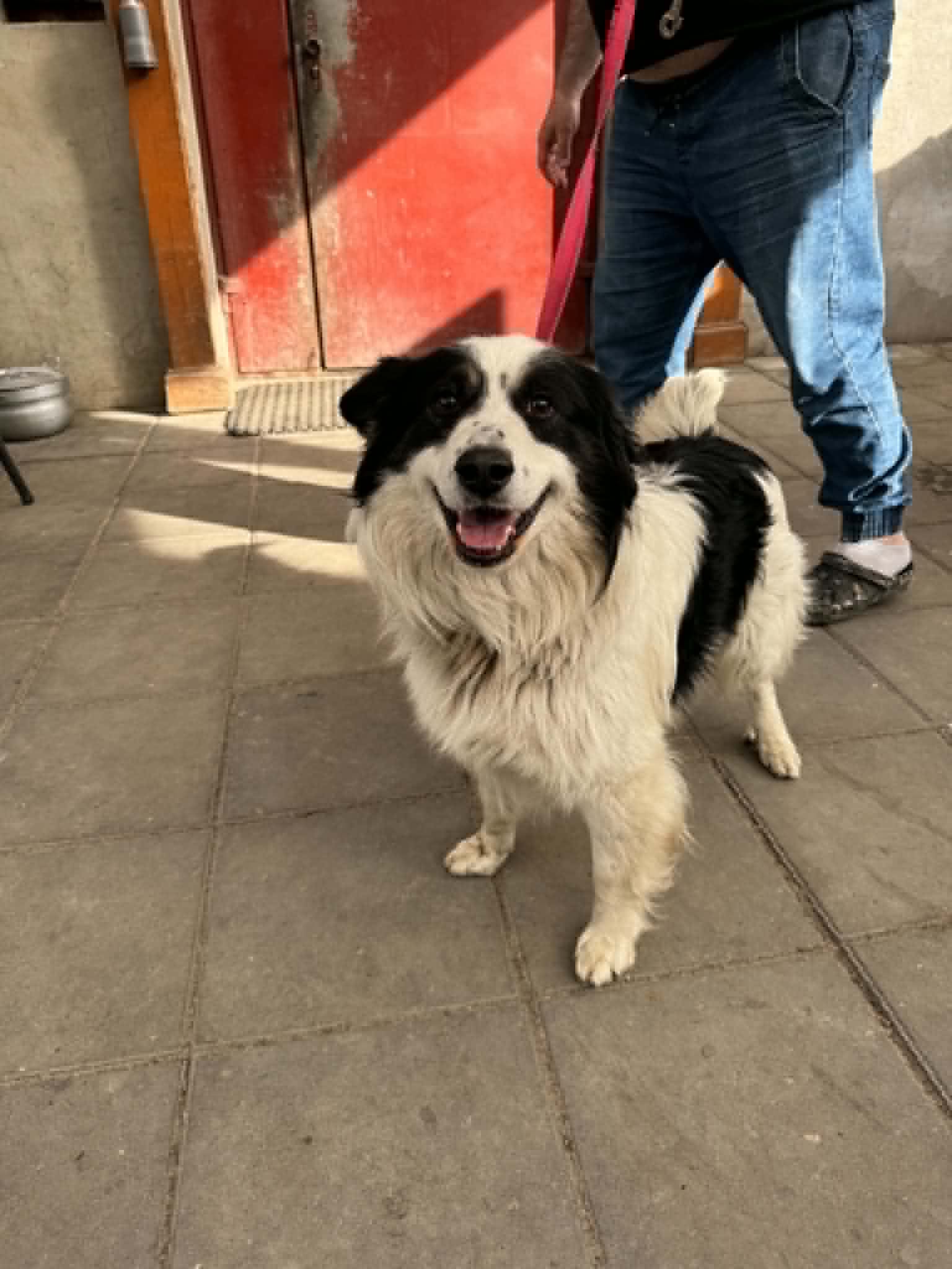 Lewy Border Colie szuka domu 
