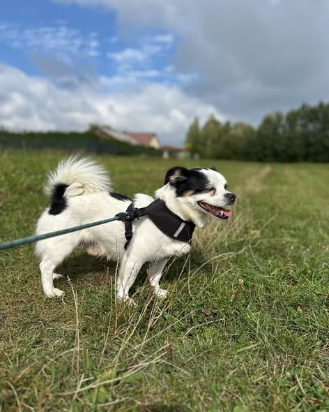 MIKSER