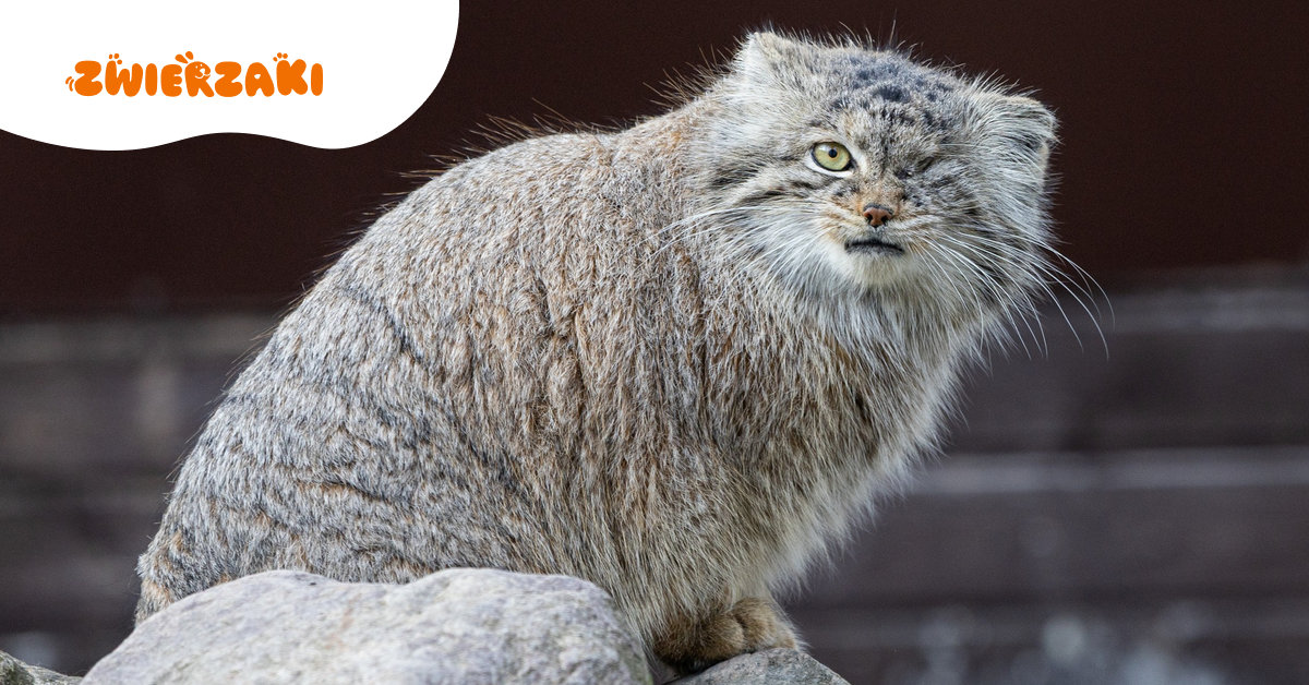 Z poznańskiego zoo zniknęła Bożenka. Trwają poszukiwania manula stepowego