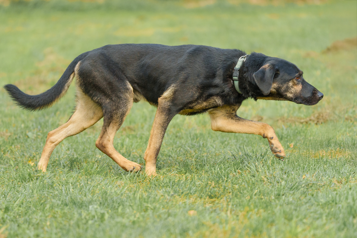 Wasyl mix owczarek 