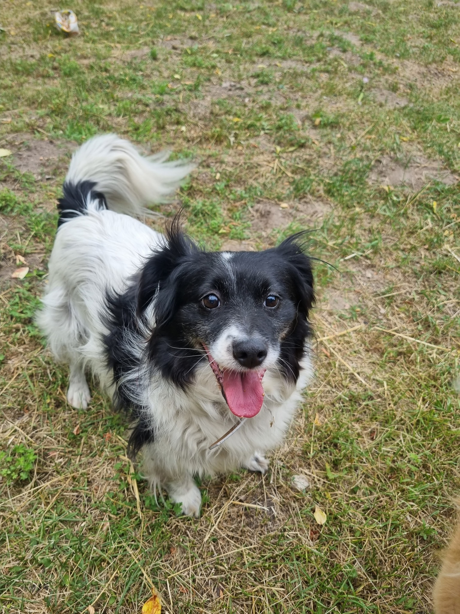 Daisy