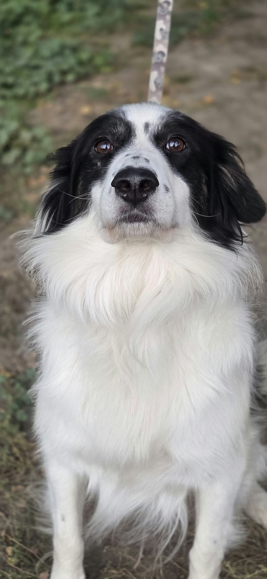 Lewy Border Colie szuka domu