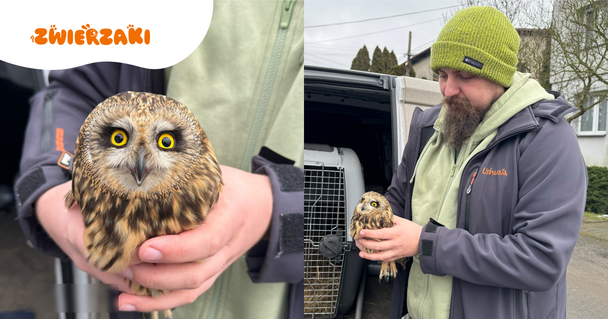 Zima nie oszczędza dzikich zwierząt. Ranna sowa błotna trafiła do Leśnego Pogotowia 