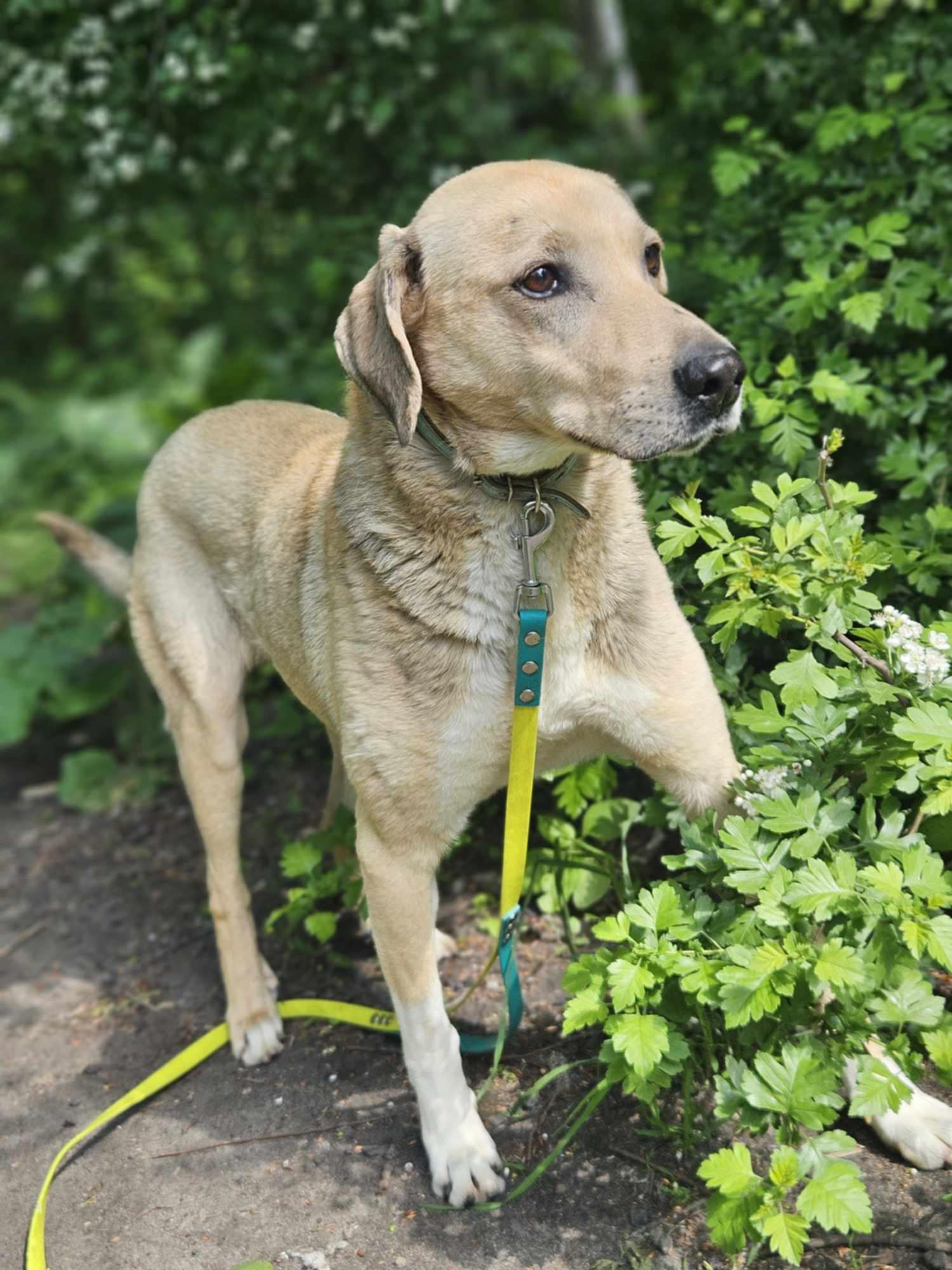 Sunraise mix Labrador 