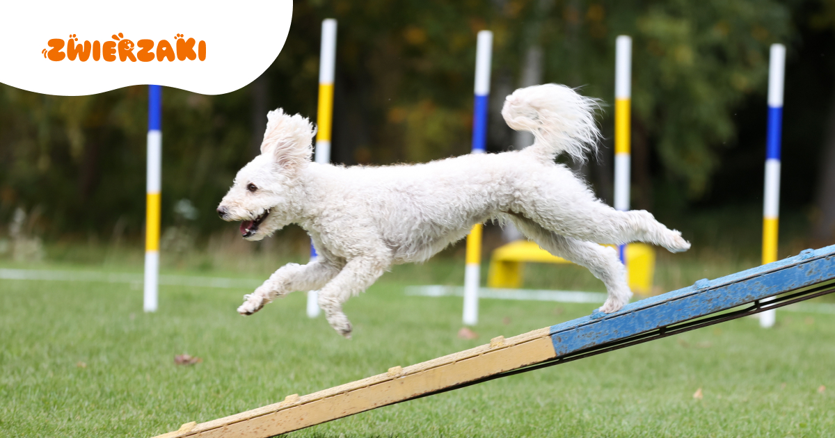 Agility w ogrodzie i joga z psem. Modne hobby dla właścicieli zwierząt