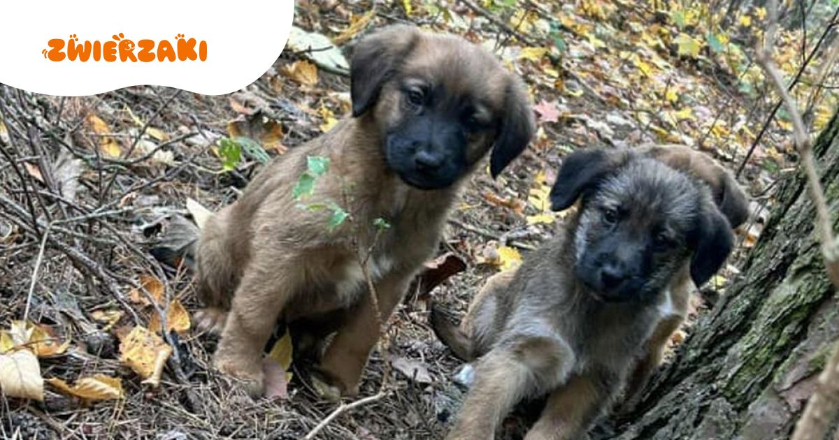 Porzuciła sześć szczeniaczków w lesie. Tłumaczenia 72-latki nie przekonują policji