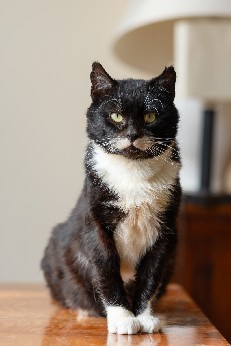 Nuniek szuka domu schronisko Zgierz-aktualne 