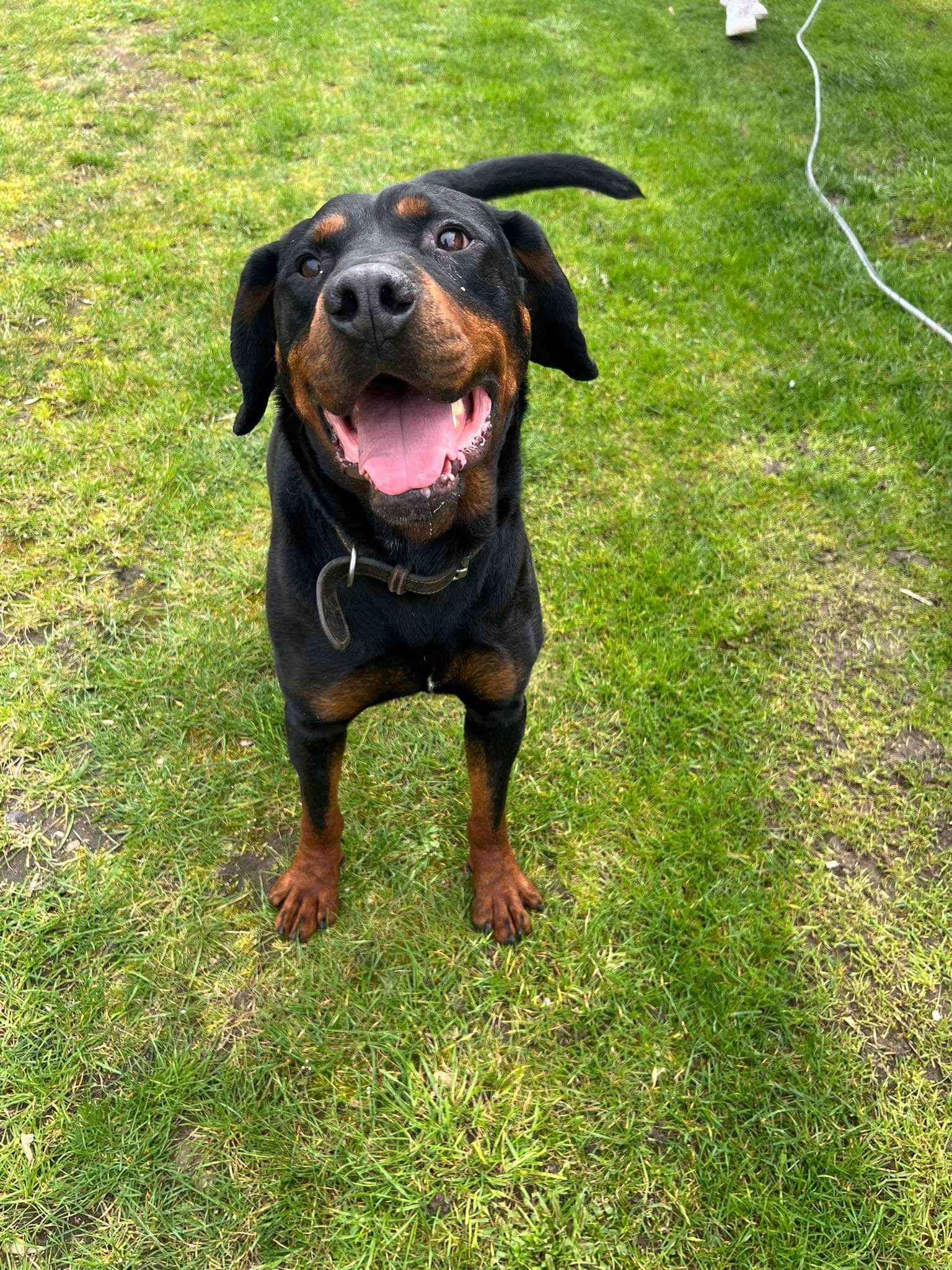 Mundek gończy pilne 