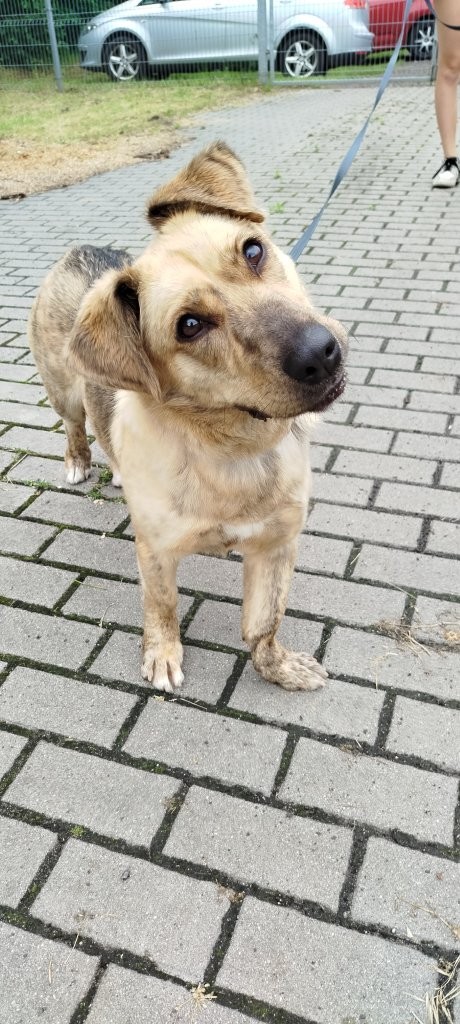 Nala