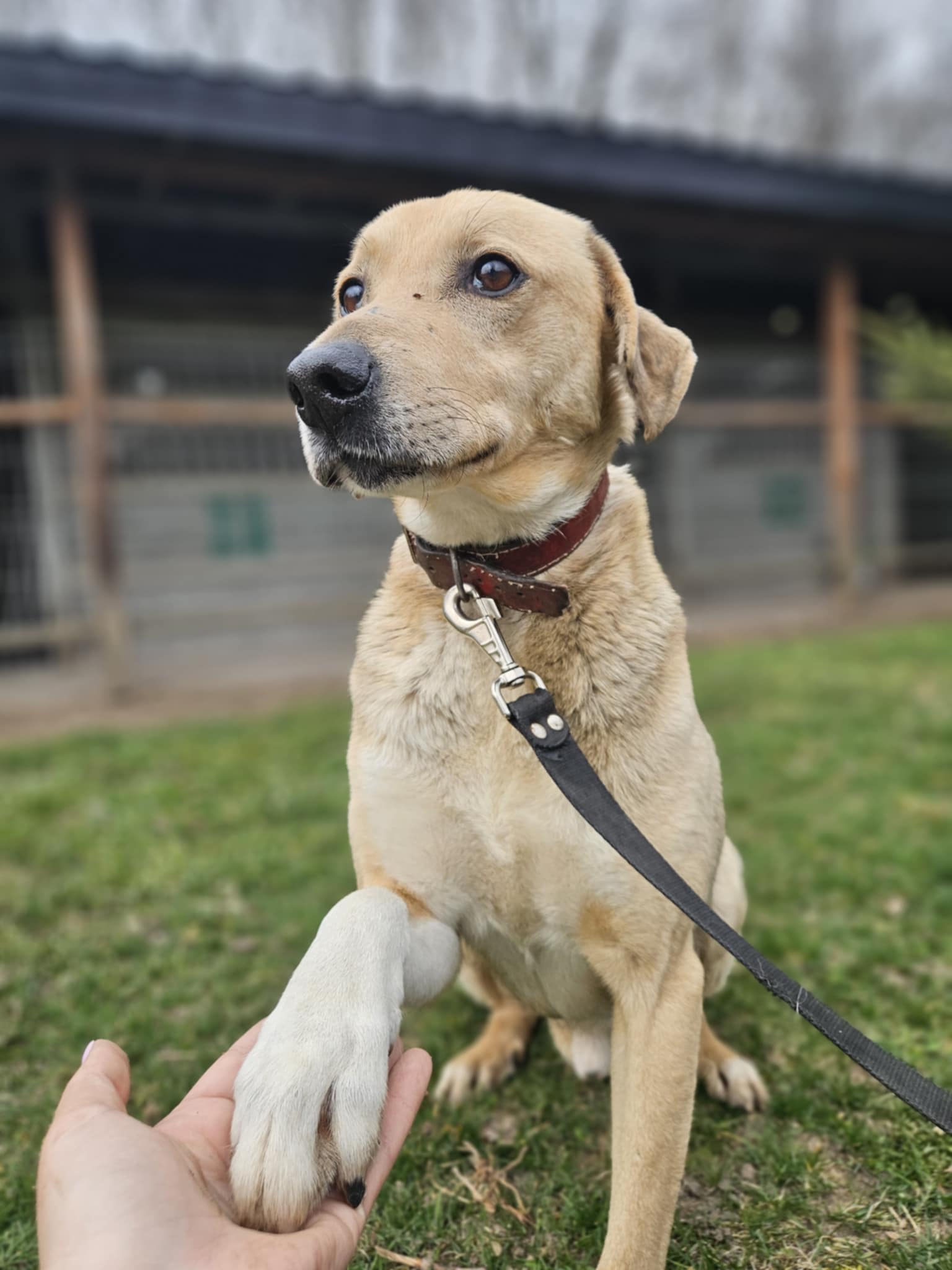 Sunraise mix Labrador 