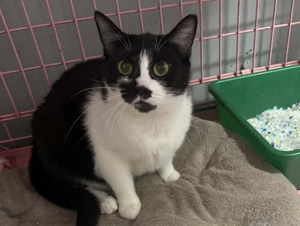 Kotka Zelka szuka domu -schronisko Zgierz -aktualne 