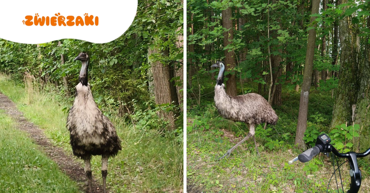 Emu w lesie pod Lublińcem? Po pumie kolejne zaskoczenie