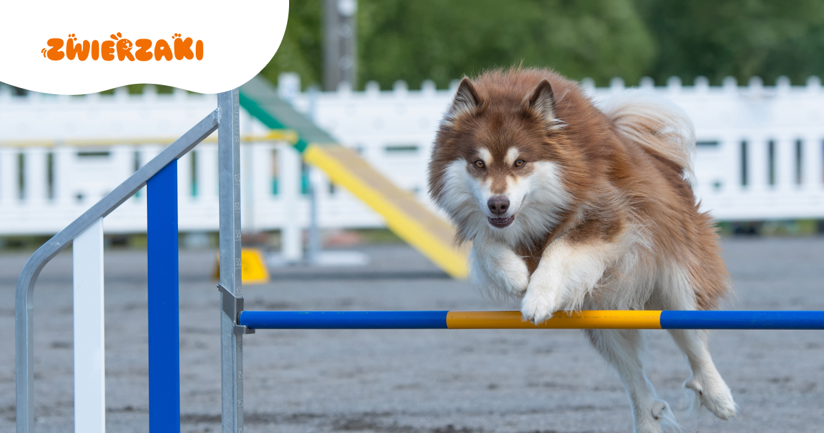 Sporty kynologiczne w I połowie 2026 roku: co czeka na psy i ich właścicieli?