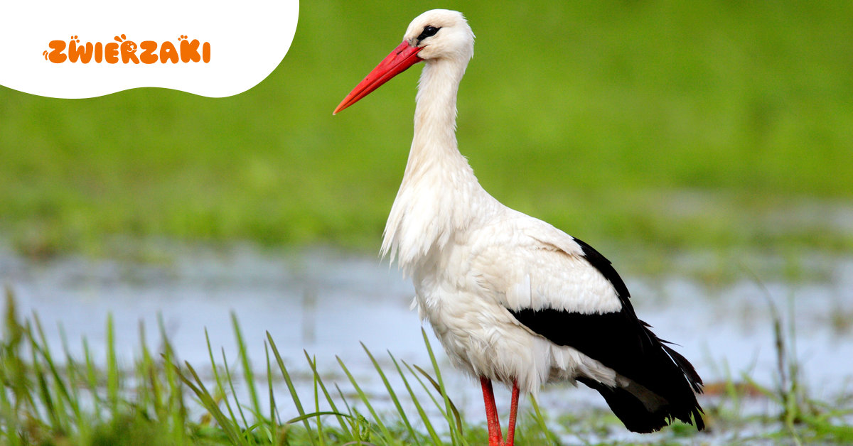 Zwierzę Roku 2026: już trwa głosowanie – poznaj kandydatów i zagłosuj