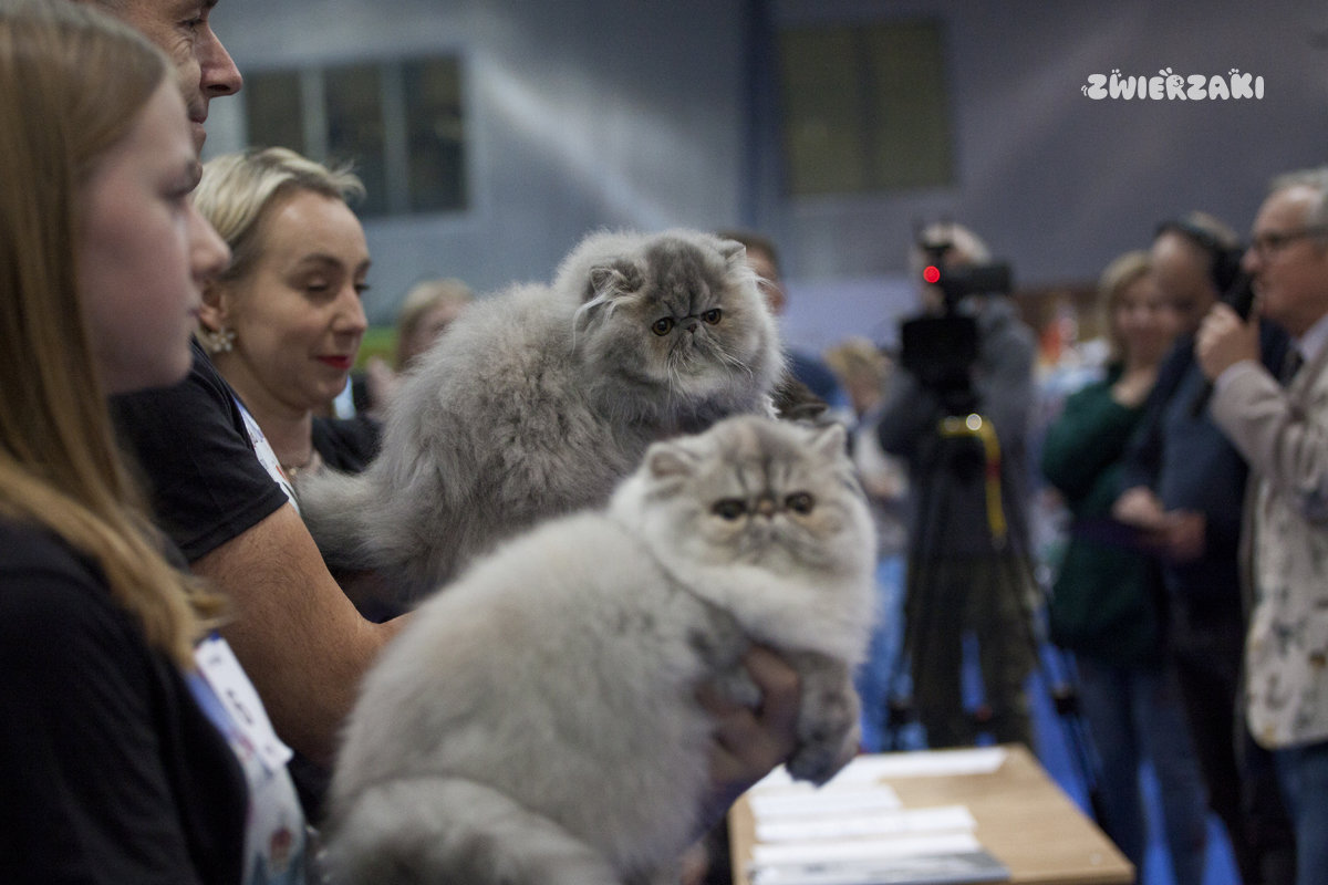 Międzynarodowa Wystawa Kotów Rasowych w Gdyni – fotorelacja z „British Aristocats Show” 