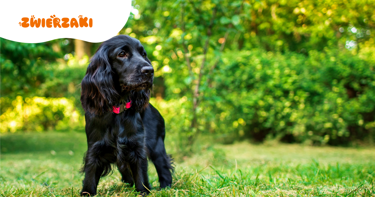 Twój pies szczeka na inne psy? Dowiedz się, jak pracować nad reakcją na spacerze