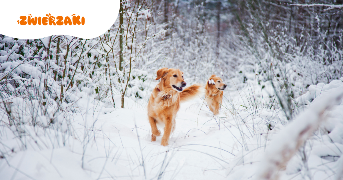 Pierwszy śnieg: jak zmienia się zachowanie psa, kiedy spada temperatura?