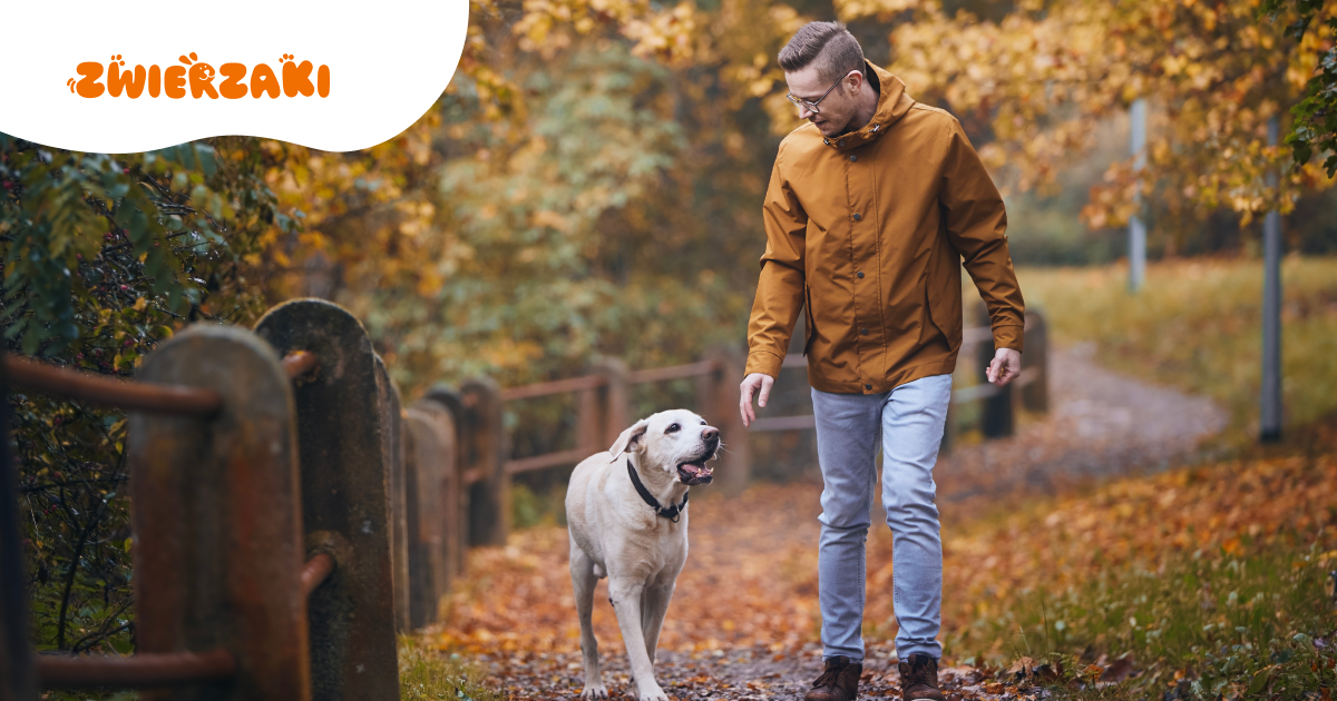 Smog i jego wpływ na układ oddechowy zwierząt. Jak bardzo jest groźny?