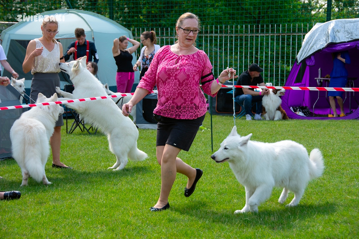 Psie piękności w Bytomiu - XIX Międzynarodowa Wystawa Psów CACIB