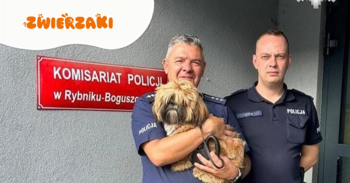 Dzielnicowi pomogli psu przywiązanemu do drzewa. Mały shih tzu czekał w lesie na ratunek