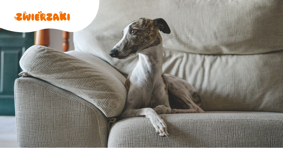 Whippet a codzienna opieka: czego potrzebuje ten wrażliwy pies?