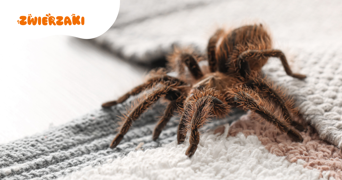 Pająki domowe. Tarantule i ptaszniki dla początkujących