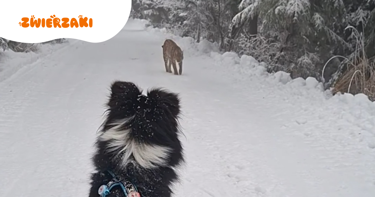 Tatry: niezwykłe spotkanie border collie z rysiem. Sprawdź, dlaczego nagranie podbija serca internautów