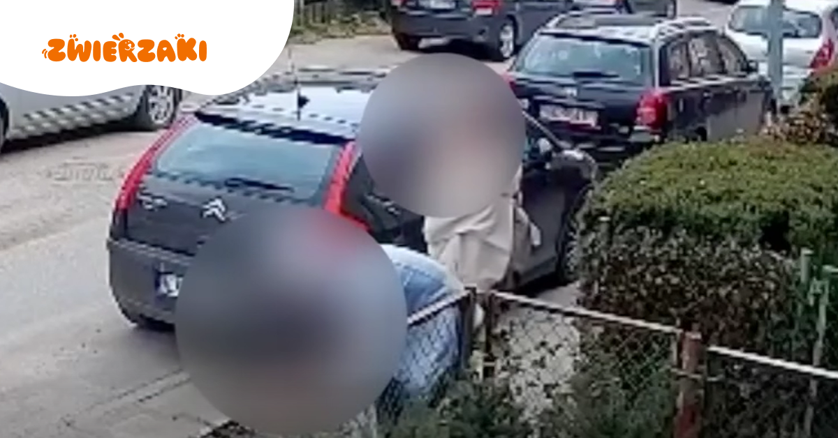 Chciał się pozbyć kota. 20-latek nagrany przez monitoring