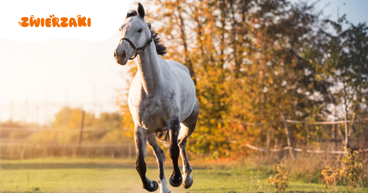 Pastwisko po zimie. Na co uważać, zanim koń wróci do regularnego wypasu?