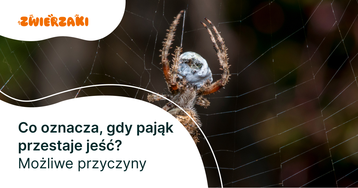 Co oznacza, gdy pająk przestaje jeść? Możliwe przyczyny