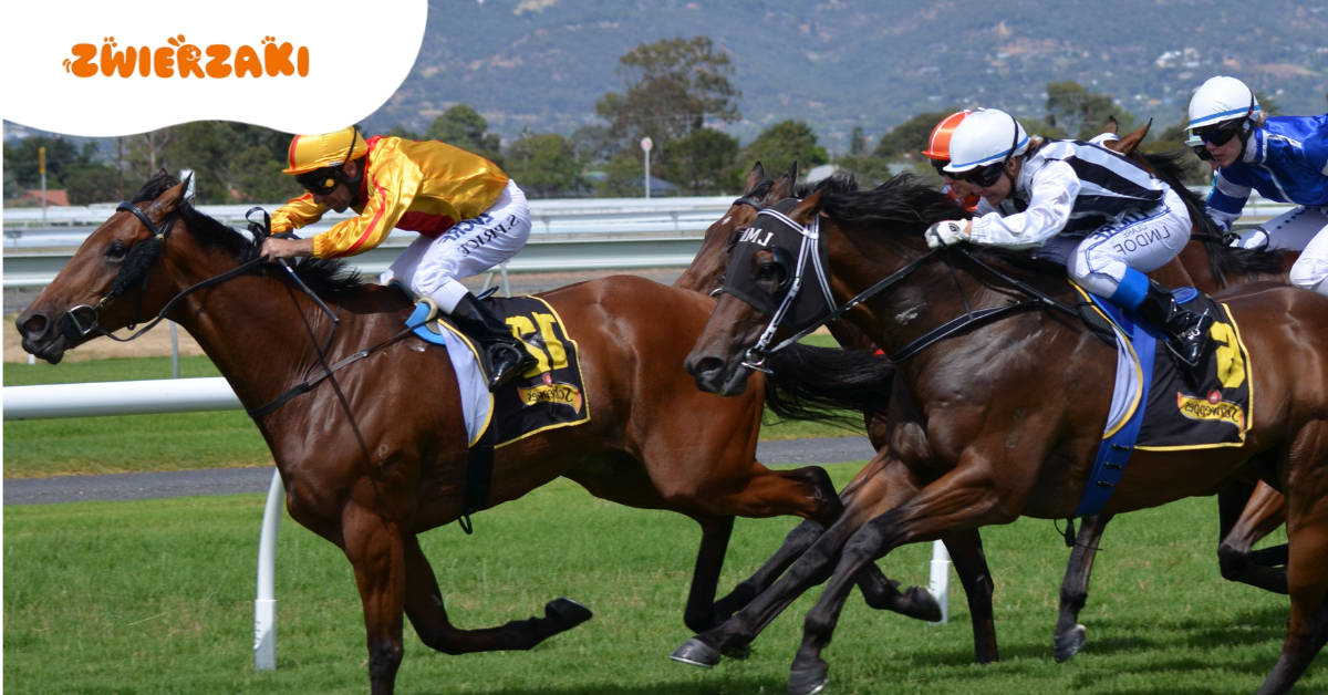Wyścigi konne na Służewcu odwołane przez upały! Miłośnicy zwierząt nie szczędzą słów krytyki