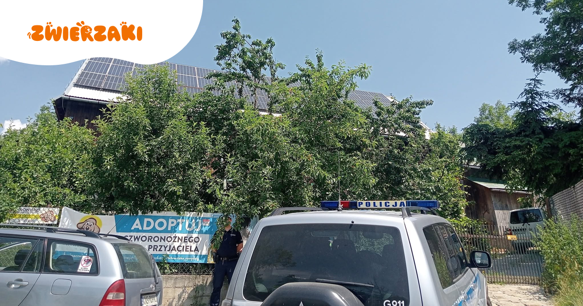 Schronisko w Nowym Targu zamknięte po alarmie o dramatycznych warunkach. 273 psy pod nadzorem